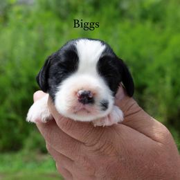 Biggs - Black and white male English Springer Spaniel puppy in Manchester, Kentucky from Appalachian Kennels