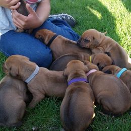 Rhodesian Ridgeback Puppies from Lower Ridge Farm