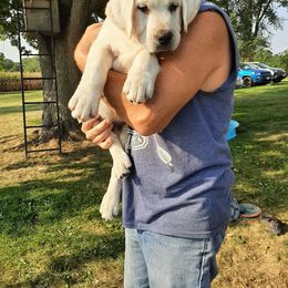 "Puppy from Baileys litter" Labrador Retriever Puppies from Clark’s Labrador Retrievers