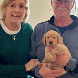 Goldendoodle and Golden Retriever Puppies from PuppyBlossom