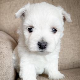 Belle - White female West Highland White Terrier puppy in Maryville, Missouri from The West Acres