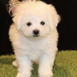 Pink Collar - White female Bichon Frise puppy in Michigan from Cher Ami Bichons