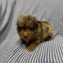 RMM3 - Red merle male Toy Australian Shepherd puppy in Pryor Creek, Oklahoma from DK’s Littles & Co