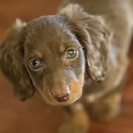 Dachshund Puppies from Golden paws dachshunds