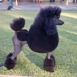 "Grandma" Poodle All Grown Up from Jumelage Standard Poodles
