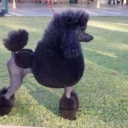 "Grandma" Poodle All Grown Up from Jumelage Standard Poodles
