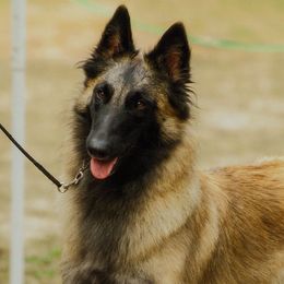 Belgian Tervuren and Cirneco dell’Etnas from Rockin' Heart Ranch, LTD