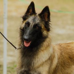 Belgian Tervuren and Cirneco dell’Etnas from Rockin' Heart Ranch, LTD