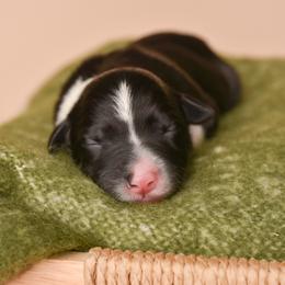 Haleakala - Black and white female Border Collie puppy in Tillamook, Oregon from Oregon Bordoodles