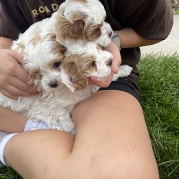 Cavapoo Puppies from Ellas.Pups