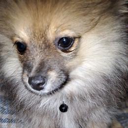 Olive - Blue sable female Pomeranian puppy in Bellevue, Iowa from Vivere Farm LLC et Fluffy Wonders Poms and Doodles
