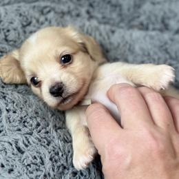 Winston - Cream male Dachshund puppy in Wharton County, Texas from Country Bumpkins
