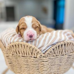 Charlie Brown - Red male Bernedoodle puppy in Sulphur, Louisiana from Curly Q’s Of Carlyss