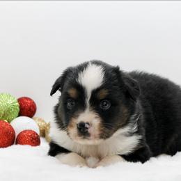 Female  2 - Black tri female Miniature American Shepherd puppy in Childress, Texas from Taylor Farms