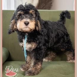 Hy - Tri-color male Bernedoodle puppy in Connersville, Indiana from Deaz Doodle Ranch