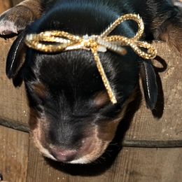 Dachshund All Grown Up from Neens Weens Kennels