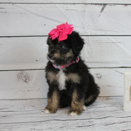 Girl 3 - Black tri-color Aussiedoodle puppy in Riverdale, Utah from La Di Da Doodles
