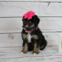 Girl 3 - Black tri-color Aussiedoodle puppy in Riverdale, Utah from La Di Da Doodles