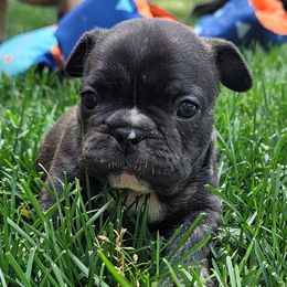 French Bulldogs from Monson French Bulldogs