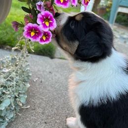 Miniature Australian Shepherds from Haley Dunlap's Miniature Australian Shepherds