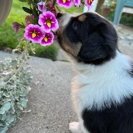 Miniature Australian Shepherds from Haley Dunlap's Miniature Australian Shepherds