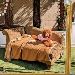 Georgia - Poodle