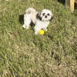 Shih Tzu Puppies from Little Miracles Shih Tzu