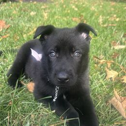 Pink - Black female German Shepherd puppy in Morganville, New Jersey from Piotr's German Shepherd Dogs
