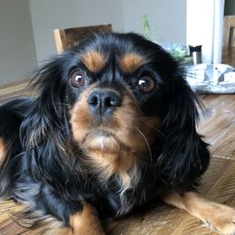 Butterscotch - Cavalier King Charles Spaniel