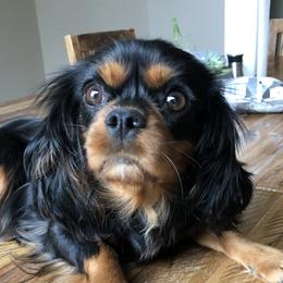 Butterscotch - Cavalier King Charles Spaniel