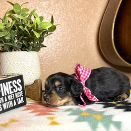 Purple collar - Black and cream female Dachshund puppy in Winter Haven, Florida from Davidson's Dachshunds