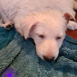 German Shepherd Puppies from Arctic Argonauts