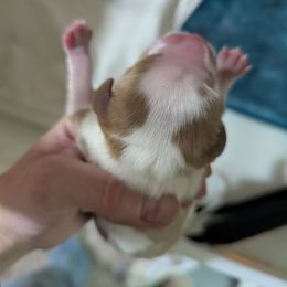 Comet - Blenheim male Cavalier King Charles Spaniel puppy in Seymour, Missouri from Painted Blessing's AKC Cavaliers LLC