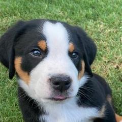 Greater Swiss Mountain Dog Puppies from Lone Palm