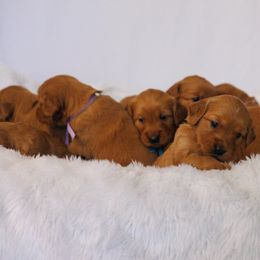 Golden Retriever Puppies from Golden Wiggle Retrievers