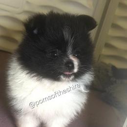 Balin - Black parti male Pomeranian puppy in Boca Raton, Florida from Poms of The Shire