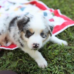 Zach - Blue merle male Australian Shepherd puppy in Bagley, Iowa from Diamond M Aussies