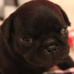 Pug Puppies from Paws In The Valley