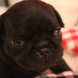 Pug Puppies from Paws In The Valley
