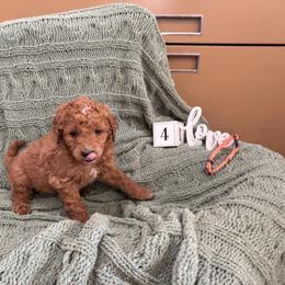 Boy 4 - Apricot male Goldendoodle puppy in Hudson, Indiana from Kim’s Doodles