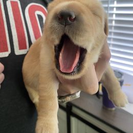 Golden Retriever Puppies from Ashley’s Adventurous Pups