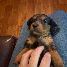 Dolly super Unique silver REVERSE Dapple She's your UNICORN - Dapple female Dachshund puppy in Fort Worth, Texas from Louis' Litters