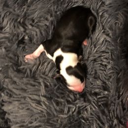 Aussiedoodle and Australian Shepherd Puppies from The Regal Puppy