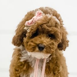 Cavapoos, Goldendoodles, and Poodles from Pawsitively Perfect Pup Co.