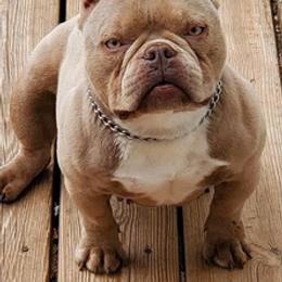 American Bullies from RichPortMiniBulls