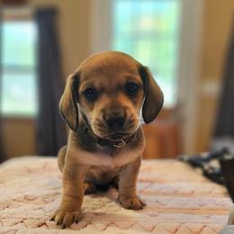 Black - Wild boar and cream male Dachshund puppy in Colony, Kansas from Randal'sDachshunds
