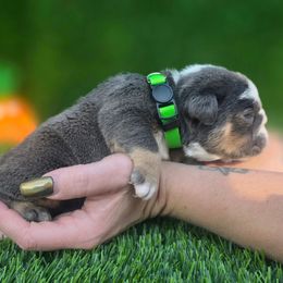 Hulk - Blue tri-color male Bulldog puppy in Burleson, Texas from Diamond Deluxx Frenchies