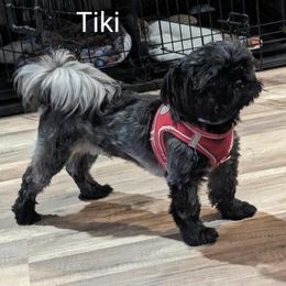 Tiki - Shih Tzu