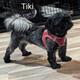 Tiki