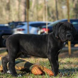 Solomon aka Brown Collar - Black male Cane Corso puppy in Houston, Texas from Zenith Cane Corso